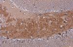 C9orf72 Antibody in Immunohistochemistry (Paraffin) (IHC (P))