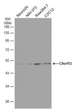 C9orf72 Antibody in Western Blot (WB)