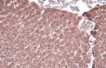 Vinculin Antibody in Immunohistochemistry (Paraffin) (IHC (P))