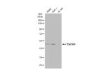 TSG101 Antibody in Western Blot (WB)