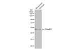 C9orf72 Antibody in Western Blot (WB)