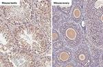 C9orf72 Antibody in Immunohistochemistry (Paraffin) (IHC (P))