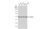 C9orf72 Antibody in Western Blot (WB)