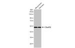 C9orf72 Antibody in Western Blot (WB)