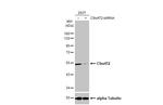 C9orf72 Antibody in Western Blot (WB)