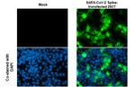 SARS-CoV-2 Spike Protein RBD (strain Wuhan-Hu-1) Antibody in Immunocytochemistry (ICC/IF)