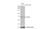 SDHA Antibody in Western Blot (WB)