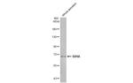 SDHA Antibody in Western Blot (WB)