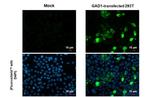 GAD67 Antibody in Immunocytochemistry (ICC/IF)