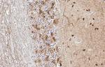 GAD67 Antibody in Immunohistochemistry (Paraffin) (IHC (P))