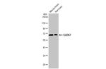 GAD67 Antibody in Western Blot (WB)