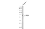 GAD67 Antibody in Western Blot (WB)