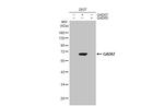 GAD67 Antibody in Western Blot (WB)