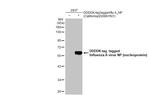 Somatostatin Antibody in Western Blot (WB)