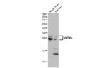 RBPMS Antibody in Western Blot (WB)