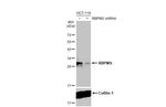 RBPMS Antibody in Western Blot (WB)