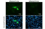 Influenza A H1N1 NA (A/WSN/1933) Antibody in Immunocytochemistry (ICC/IF)