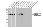 Influenza A H1N1 NA (A/WSN/1933) Antibody in Western Blot (WB)