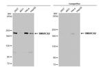 SMARCA2 Antibody in Western Blot (WB)