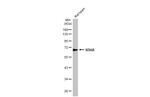 SDHA Antibody in Western Blot (WB)