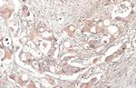 Thrombospondin 2 Antibody in Immunohistochemistry (Paraffin) (IHC (P))