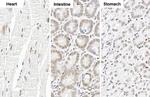 Glucocorticoid receptor (NR3C1) Antibody in Immunohistochemistry (Paraffin) (IHC (P))