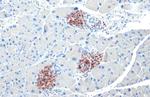 C-Peptide Antibody in Immunohistochemistry (Paraffin) (IHC (P))