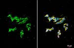 Dopamine beta Hydroxylase Antibody in Immunocytochemistry (ICC/IF)