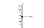 gamma Tubulin Antibody in Western Blot (WB)