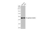 gamma Tubulin Antibody in Western Blot (WB)