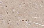 GAD65/GAD67 Antibody in Immunohistochemistry (Paraffin) (IHC (P))