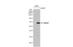 GAD65/GAD67 Antibody in Western Blot (WB)