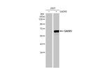 GAD65/GAD67 Antibody in Western Blot (WB)