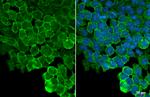 ZO-1 Antibody in Immunocytochemistry (ICC/IF)