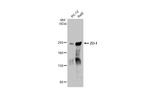 ZO-1 Antibody in Western Blot (WB)