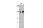 ZO-1 Antibody in Western Blot (WB)