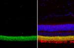 GAD65 Antibody in Immunohistochemistry (Paraffin) (IHC (P))