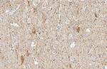 GAD65 Antibody in Immunohistochemistry (Paraffin) (IHC (P))