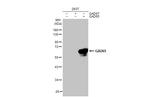 GAD65 Antibody in Western Blot (WB)