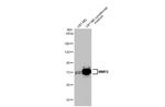 MMP2 Antibody in Western Blot (WB)