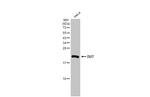 DUT Antibody in Western Blot (WB)