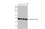 NUP62 Antibody in Western Blot (WB)