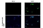 Androgen Receptor (ARv7 Splice Variant) Antibody in Immunocytochemistry (ICC/IF)