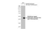 RSV NP Antibody in Western Blot (WB)