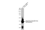 RSV NP Antibody in Western Blot (WB)