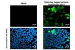 Strep Tag Antibody in Immunocytochemistry (ICC/IF)