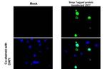 Strep Tag Antibody in Immunocytochemistry (ICC/IF)