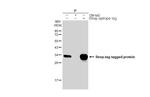 Strep Tag Antibody in Immunoprecipitation (IP)