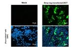 Strep Tag Antibody in Immunocytochemistry (ICC/IF)