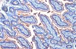 Intestinal Alkaline Phosphatase Antibody in Immunohistochemistry (Paraffin) (IHC (P))